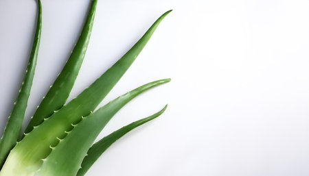 Aloe vera pattern on side position provides copy space for text. background concept isolated whiteの写真素材