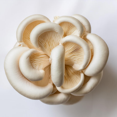white beech mushroom, isolated against a clean, smooth white background
