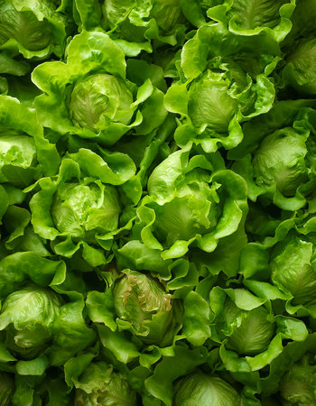 Lettuce Vegetables, Creative background design with food theme, focus on the pile of fresh Lettuceの写真素材
