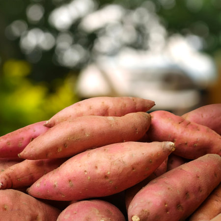 Sweet potato Vegetables, Creative background design with food theme, focus on the pile of fresh Sweet potato Vegetablesの写真素材