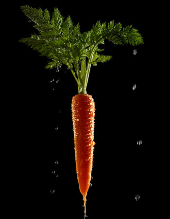 Close-up of fresh carrot with water droplets on a solid black backgroundの写真素材