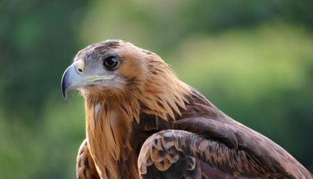 Eagle bird isolated with blur green bokeh background