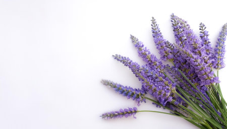 Fresh Lavender flower garland foliage on side position provides copy space for text. background...