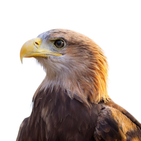 a Eagle bird isolated whiteの写真素材