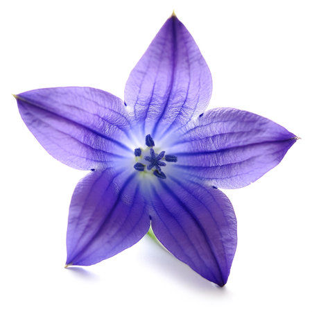 Fresh Bluebell flower isolated whiteの写真素材