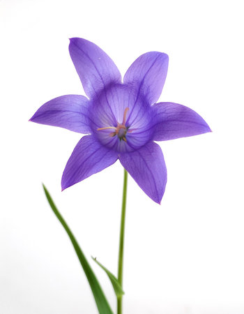 Fresh Bluebell flower isolated white