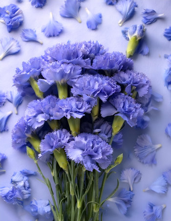 Fresh blue carnations on natural backgroundの写真素材