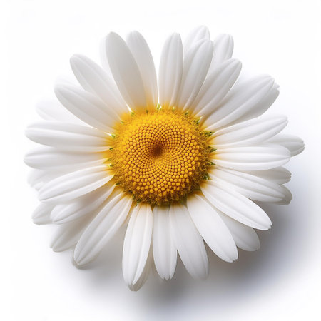 Fresh Daisy flower isolated whiteの写真素材