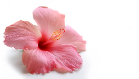 Fresh Hibiscus flower isolated whiteの写真素材