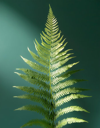 A Fern plant on minimalisの写真素材