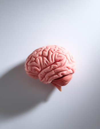 human brain isolated on light whiteの写真素材