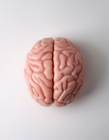 human brain isolated on light whiteの写真素材