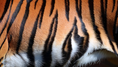 tiger skin detail and texture. concept backgroundの写真素材