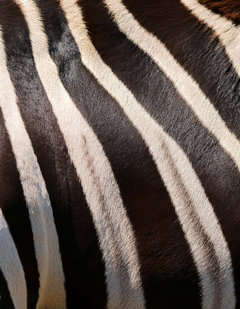 zebra skin detail and texture. concept backgroundの写真素材