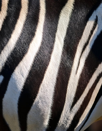 zebra skin detail and texture. concept backgroundの写真素材