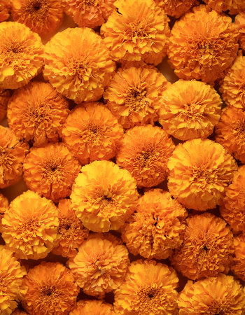Fresh Marigold flower pattern texture backgroundの写真素材