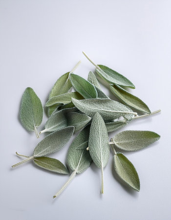 Dried sage leaves with a greenish ash color are placed on a clean white surfaceの写真素材