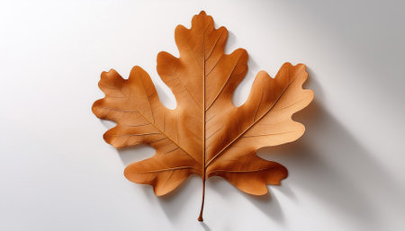 oak leaf is placed on a white background