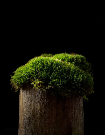 Green moss on tree rotten stump, isolated on a dark blackの写真素材