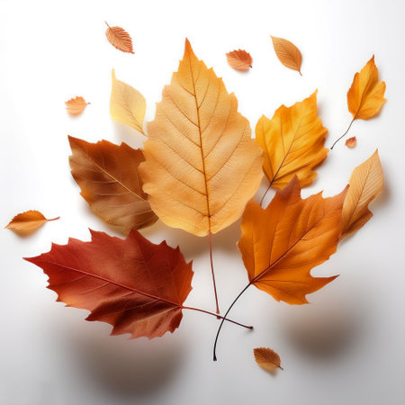 autumn leaves floating or flying isolated white backgroundの写真素材
