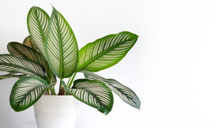 Calathea ornata leaves or Pin stripe Calathea, Tropical foliage in white pot on side position provides copy space for text. background concept isolated whiteの写真素材