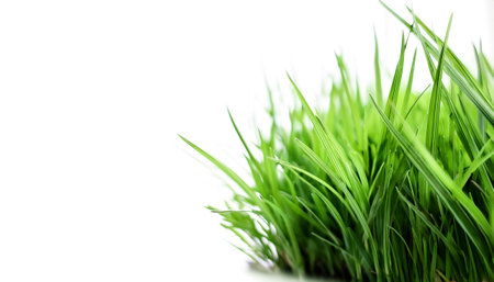 green grass on side position provides copy space for text. background concept isolated whiteの写真素材