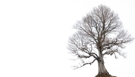leafless old spooky tree on side position provides copy space for text. background concept isolated whiteの写真素材