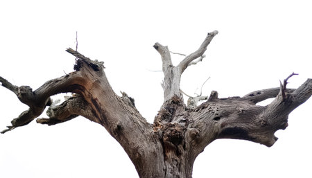 The Old Tree Trunk of Leafless on side position provides copy space for text. background concept isolated whiteの写真素材