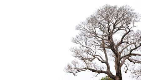 leafless old spooky tree on side position provides copy space for text. background concept isolated whiteの写真素材