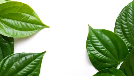 betel leaf pattern on side position provides copy space for text. background concept isolated whiteの写真素材
