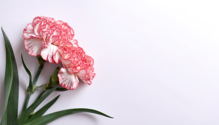 Carnation Flower with leaves pattern on side position provides copy space for text. background concept isolated whiteの写真素材
