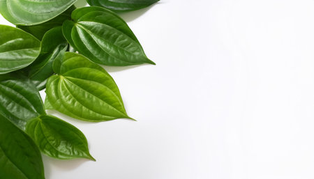 betel leaf pattern on side position provides copy space for text. background concept isolated whiteの写真素材