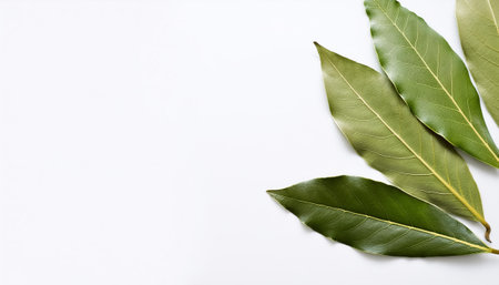 Bay leaf pattern on side position provides copy space for text. background concept isolated whiteの写真素材