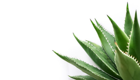 Cactus Leaves pattern on side position provides copy space for text. background concept isolated whiteの写真素材