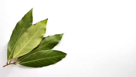 Bay leaf pattern on side position provides copy space for text. background concept isolated whiteの写真素材