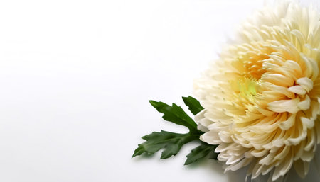 Chrysanthemum with leaves pattern on side position provides copy space for text. background concept isolated whiteの写真素材