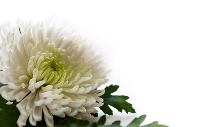 Chrysanthemum with leaves pattern on side position provides copy space for text. background concept isolated whiteの写真素材