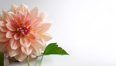 Dahlia with leaves pattern on side position provides copy space for text. background concept isolated whiteの写真素材