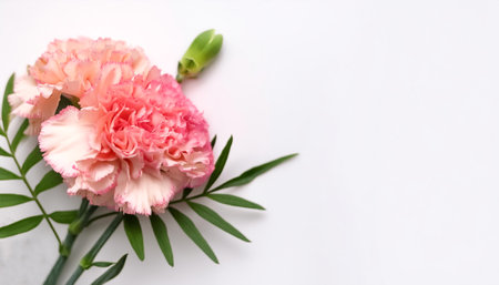 Carnation Flower with leaves pattern on side position provides copy space for text. background...