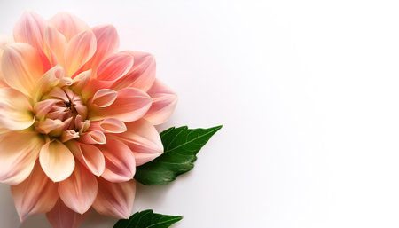 Dahlia with leaves pattern on side position provides copy space for text. background concept isolated whiteの写真素材