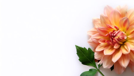 Dahlia with leaves pattern on side position provides copy space for text. background concept isolated whiteの写真素材