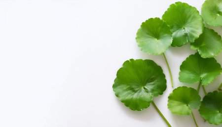 Gotu kola leaves pattern on side position provides copy space for text. background concept isolated...
