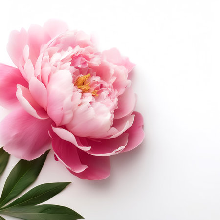 Pink Peony Flower with leaves pattern on side position provides copy space for text. background concept isolated whiteの写真素材