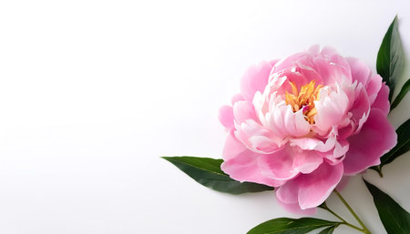 Pink Peony Flower with leaves pattern on side position provides copy space for text. background concept isolated whiteの写真素材