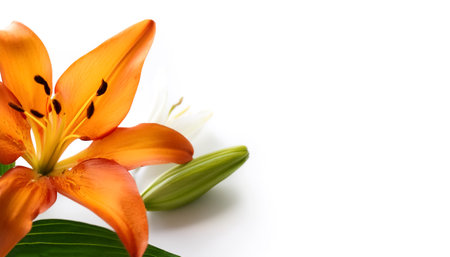 Lily with leaves pattern on side position provides copy space for text. background concept isolated whiteの写真素材