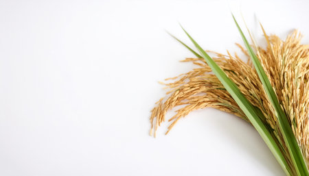 rice ear with leaf on side position provides copy space for text. background concept isolated whiteの写真素材