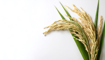 rice ear with leaf on side position provides copy space for text. background concept isolated whiteの写真素材