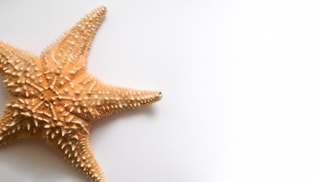 Sea star pattern on side position provides copy space for text. background concept isolated whiteの写真素材