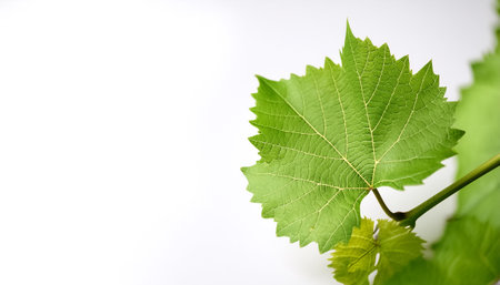 young vine leaf, grapevine on side position provides copy space for text. background concept isolated whiteの写真素材