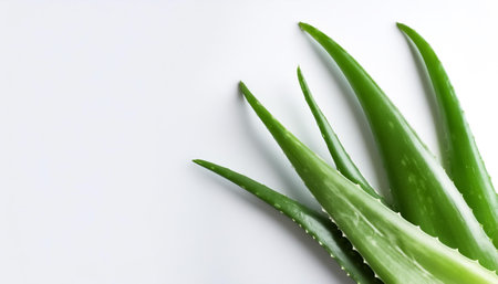 Aloe vera pattern on side position provides copy space for text. background concept isolated whiteの写真素材